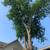 🌳Great Impression Tree Services 🌳 7 thumbnail