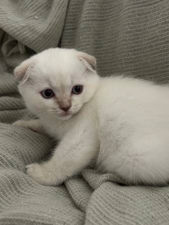Scottish fold and Scottish straight kittens (brentwood / oakley)63861462337025122