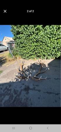 Elk 1
