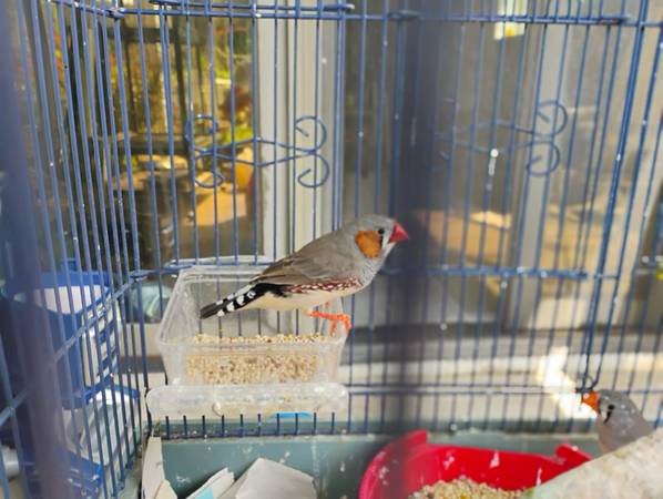 Three zebra finches (Prior Lake)63414697713537123
