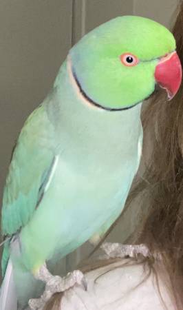 Lost ringneck parrot 1