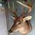 Taxidermy - Whitetail Deer Mounted 4 thumbnail