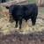 Angus Calf 2 thumbnail