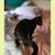 Kitten 2 thumbnail
