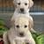 Lab Puppies 2 thumbnail