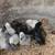 Pullets 2 thumbnail