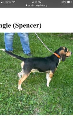 Beagle (Spencer)64147996508162120