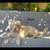 Goldendoodles 16 thumbnail