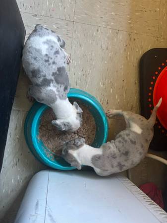 One month old (Brooklyn)63839339113857120