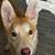 rehoming shiba inu puppy 1 thumbnail