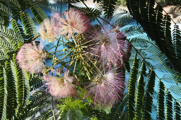 2 small Iris bulbs Violet and Yellow Blooms 1