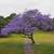 The jacaranda tree (Jacaranda mimosifolia) fast-growing purple bluem 1 thumbnail