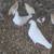 Pigeons 1 thumbnail