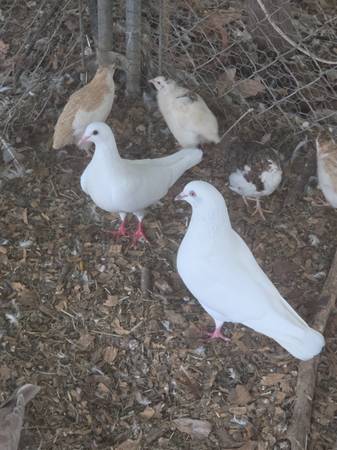 Pigeons 1