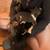 Microbully mixed american bully pups 16 thumbnail