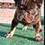 Frech bulldog 1 thumbnail