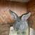 Bunny rabbits 4 thumbnail