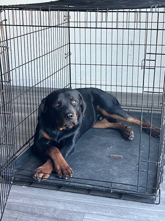 11 Month old Rottweiler 1