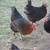 Laying Hens 3 thumbnail