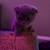 scottish fold kitten for sale 4 thumbnail
