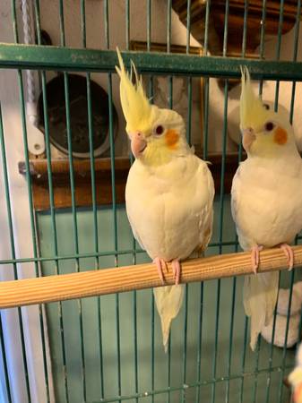 Cockatiels not tame 1