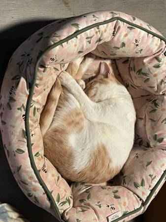 Gato macho esterilizado. Tiene alrededor de 2 años y necesita hogar (Harker Heights)63839343447425121