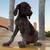 German Shorthaired Pointers 4 thumbnail