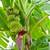 BANANA TREES, ORGANIC 2 thumbnail