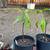 Mango plants 4 thumbnail