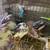 Rex Rabbits 10 thumbnail
