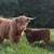 Highland cow 1 thumbnail