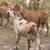 Goats manure 13 thumbnail