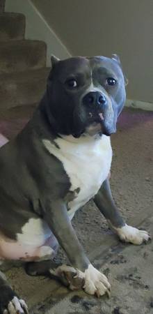 Joe (Holden)63280524797827120