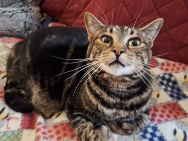 Polydactyl Cat (Everett)63911483284483120