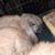 Lop Bunnies 3 thumbnail