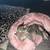 female tabby cat with necessities rehome 1 thumbnail