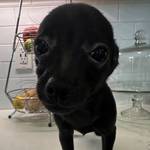2 Chihuahua puppies (Huntsville)64151733933442124
