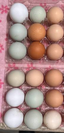 Chicken Egg - Free range RAINBOW color chicken eggs 1