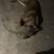 rehoming cane corso 7 thumbnail