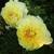 BARTZELLA INTERSECTIONAL PEONY - DEER RESISTANT 4 thumbnail