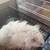 Free Free long haired Syrian hamsters 1 thumbnail