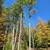 Tree Take Down in Arlington ,Vermont Area-Need some prices. 5 thumbnail