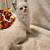 Ragdoll kittens 1 thumbnail