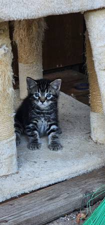 Kitten looking for a loving home (Vancouver)63916215537923120