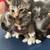 Polydactyly kittens 6 thumbnail