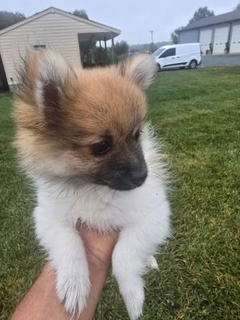 Pomeranian puppy (Monroe)63927657825155120
