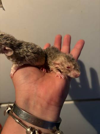 Rats63477005204611121