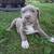 Puppies - Re-homing 2 thumbnail