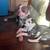 Pitbull terrior pups 7 thumbnail