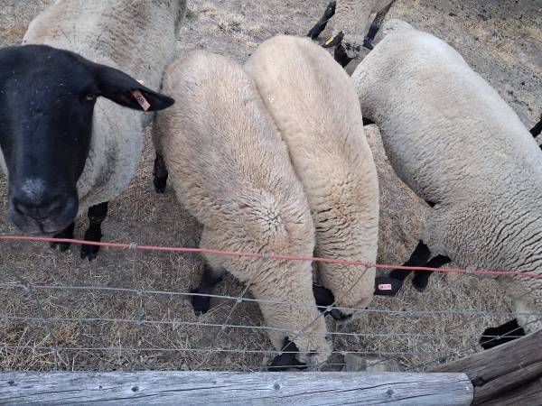 ewe Lambs 1